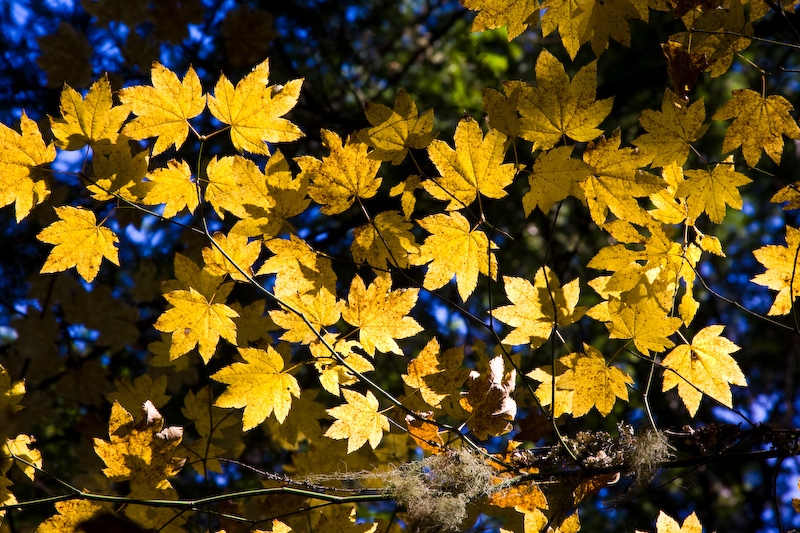 Autumn Maple Leaves In Sunlight